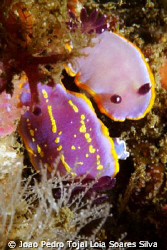 An odd couple: Chromodoris purpurea mating with Chromodor... by Joao Pedro Tojal Loia Soares Silva 